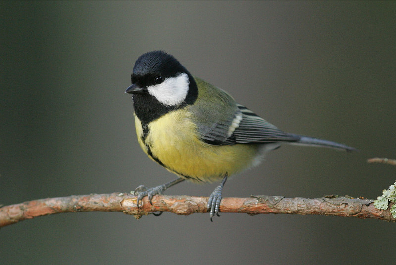Talitiainen, Great Tit (Parus major)