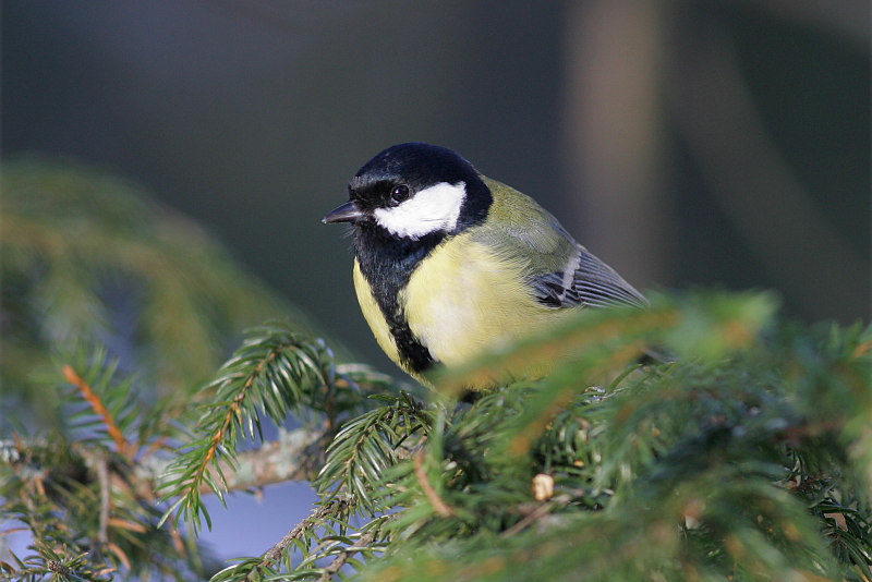 Talitiainen, Great Tit (Parus major)