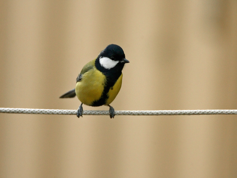 Talitiainen, Great Tit (Parus major)