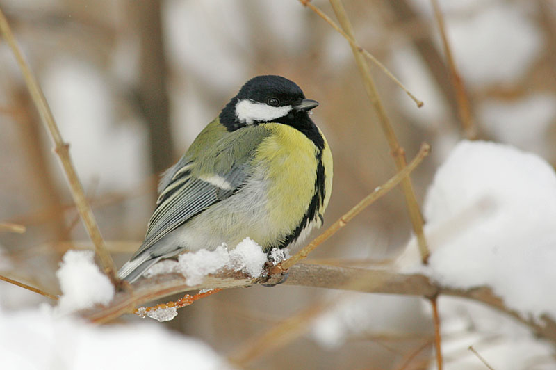 Talitiainen, Great Tit (Parus major)