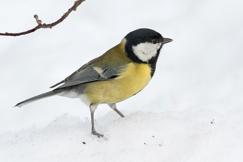 Talitiainen, Great Tit (Parus major)