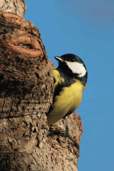 Talitiainen, Great Tit (Parus major)