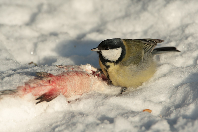 Talitiainen, Great Tit (Parus major)