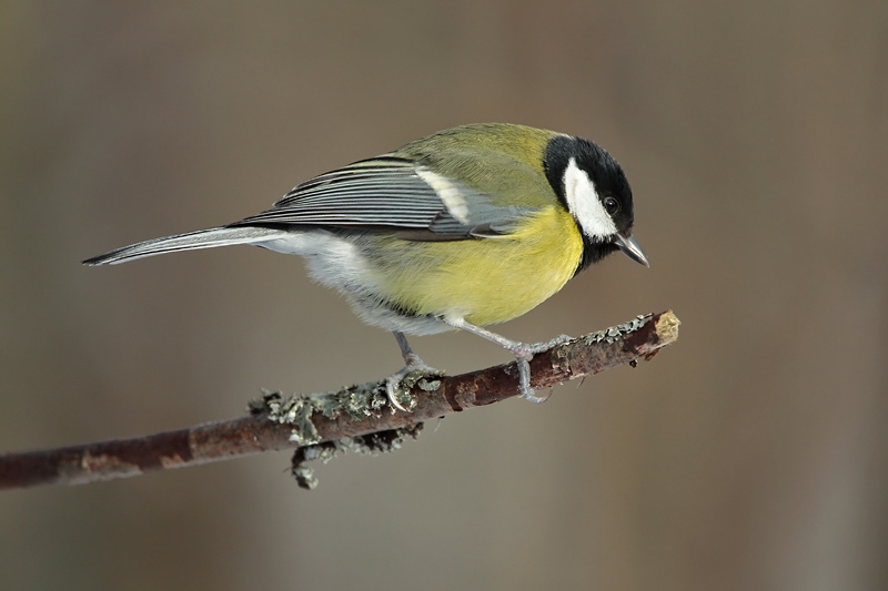 Talitiainen, Great Tit (Parus major)