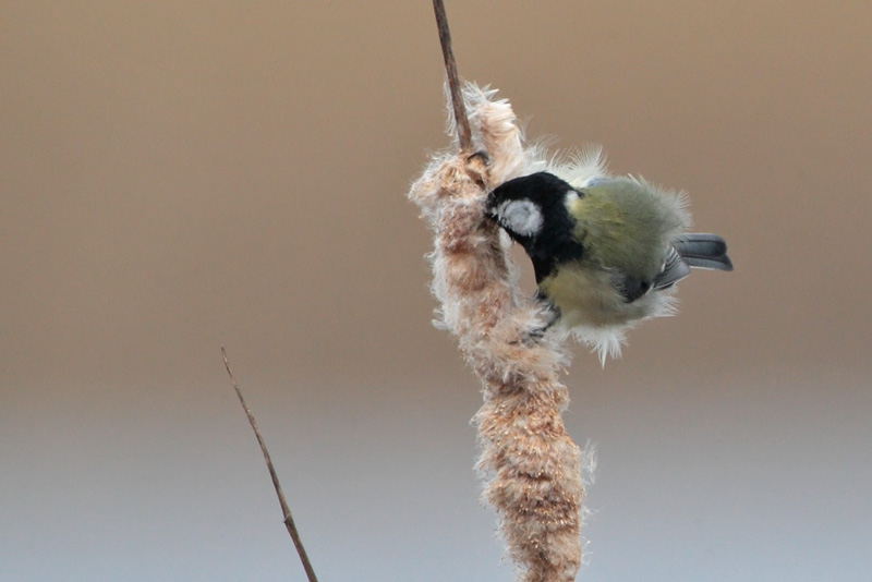Talitiainen, Great Tit (Parus major)