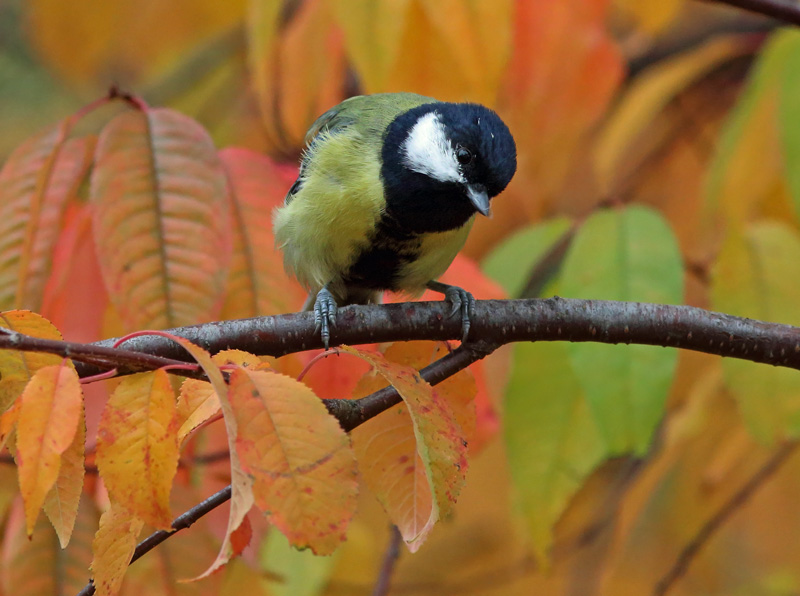 Talitiainen, Great Tit (Parus major)