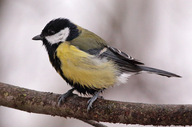 Talitiainen, Great Tit (Parus major)