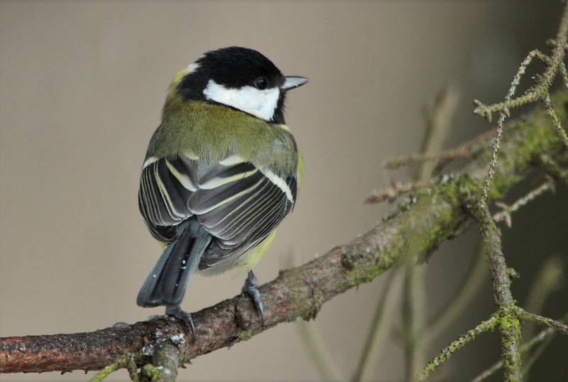 Talitiainen, Great Tit (Parus major)