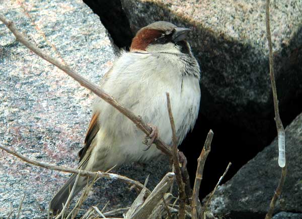 Varpunen