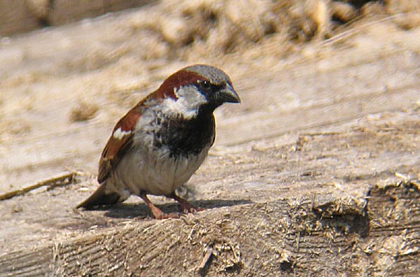 Varpunen