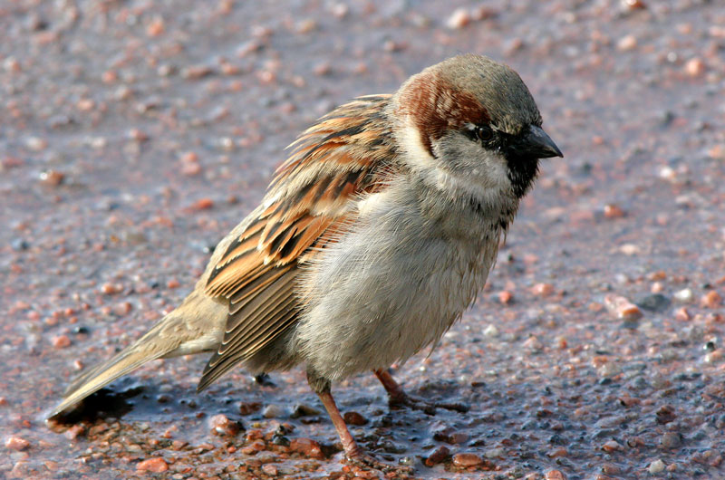 Varpunen
