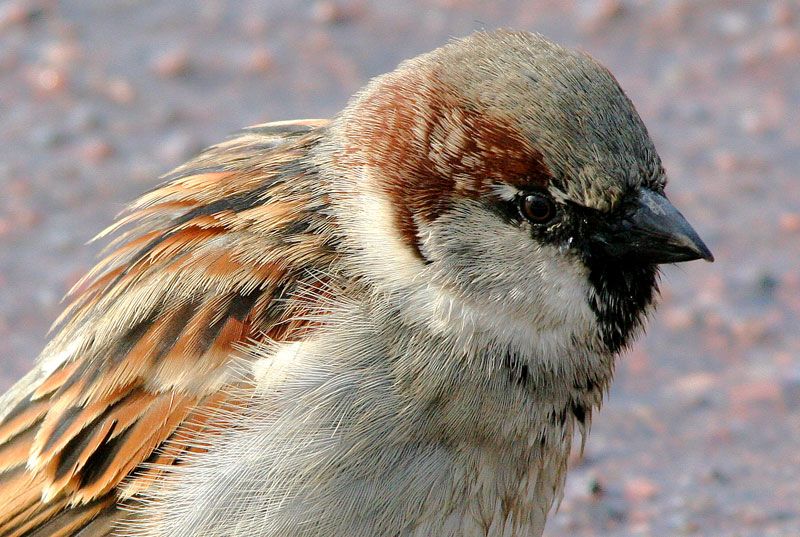 Varpunen