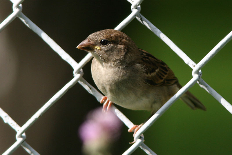 Varpunen