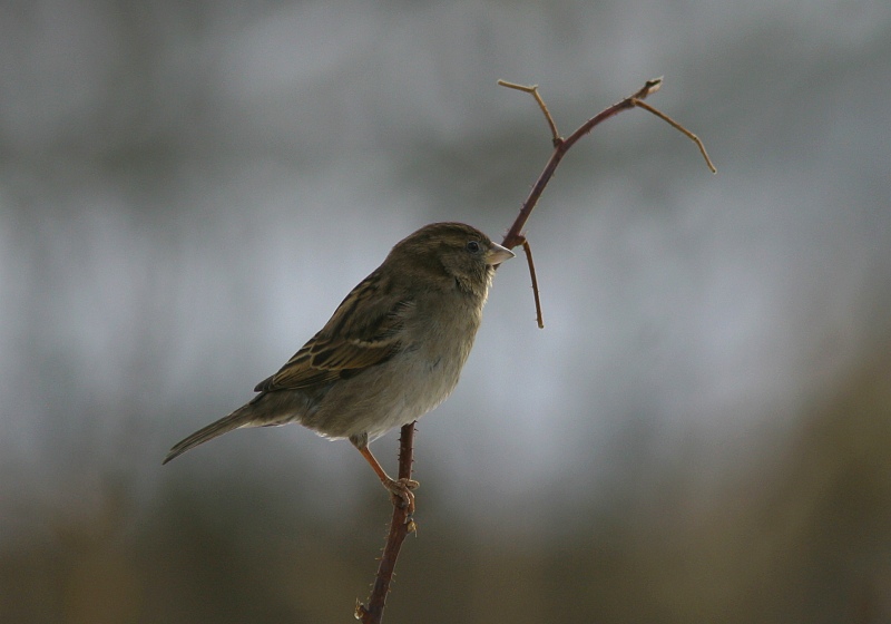 Varpunen