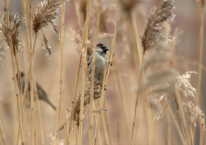 Varpunen Passer domesticus
