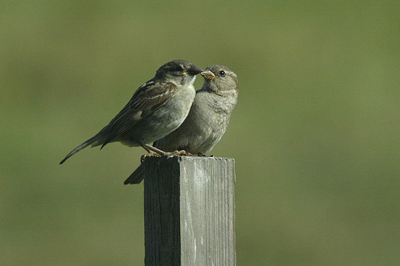 Varpunen