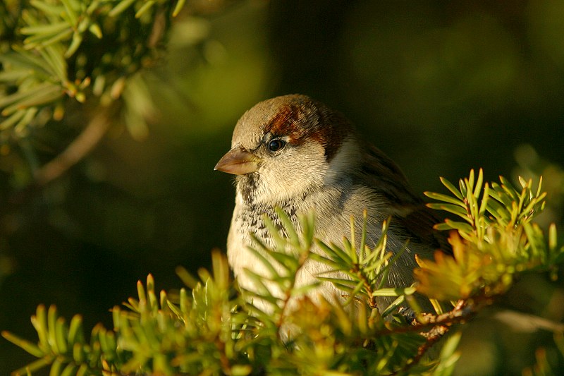 Varpunen