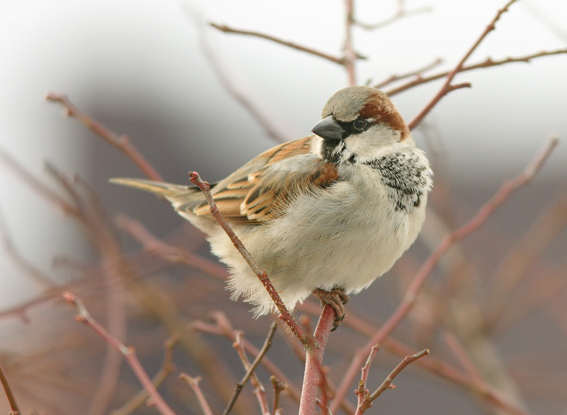 Varpunen Passer domesticus