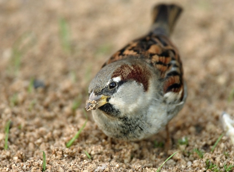 Varpunen Passer domesticus