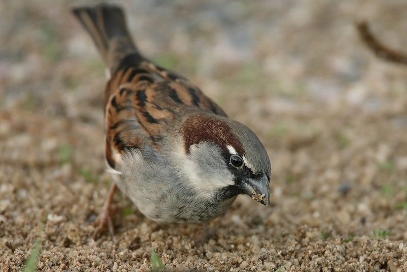 Varpunen Passer domesticus