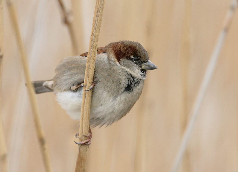 Varpunen House Sparrow (Passer domesticus)