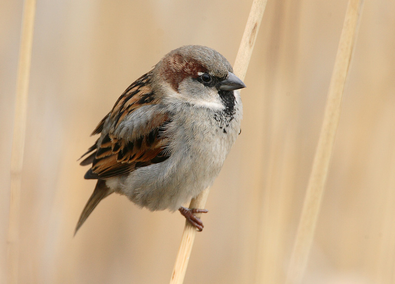 Varpunen House Sparrow (Passer domesticus)