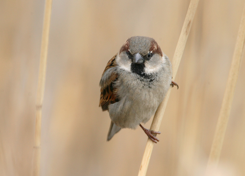 Varpunen House Sparrow (Passer domesticus)