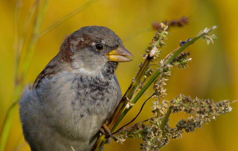 Varpunen Passer domesticus