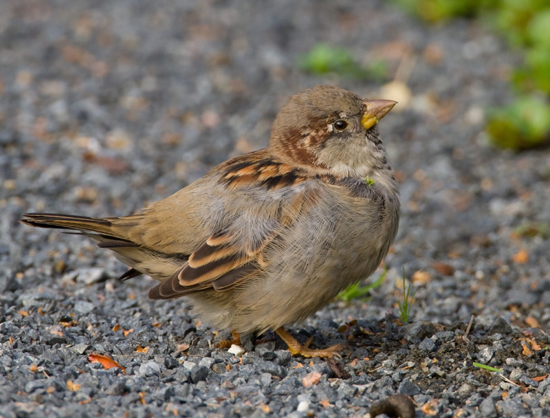 Varpunen Passer domesticus