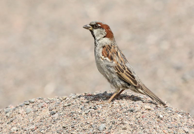 Varpunen Passer domesticus