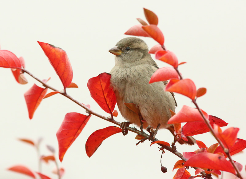 Varpunen Passer domesticus