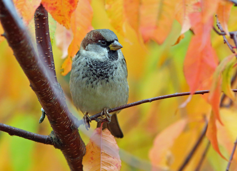 Varpunen Passer domesticus