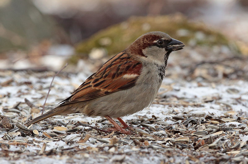 Varpunen Passer domesticus