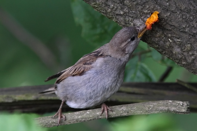 Varpunen Passer domesticus