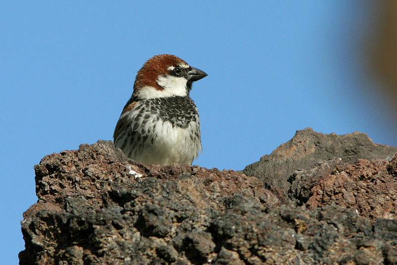 Pensasvarpunen Passer hispaniolensis