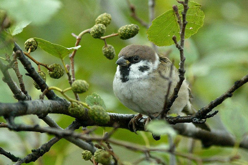 Pikkuvarpunen (Passer montanus)
