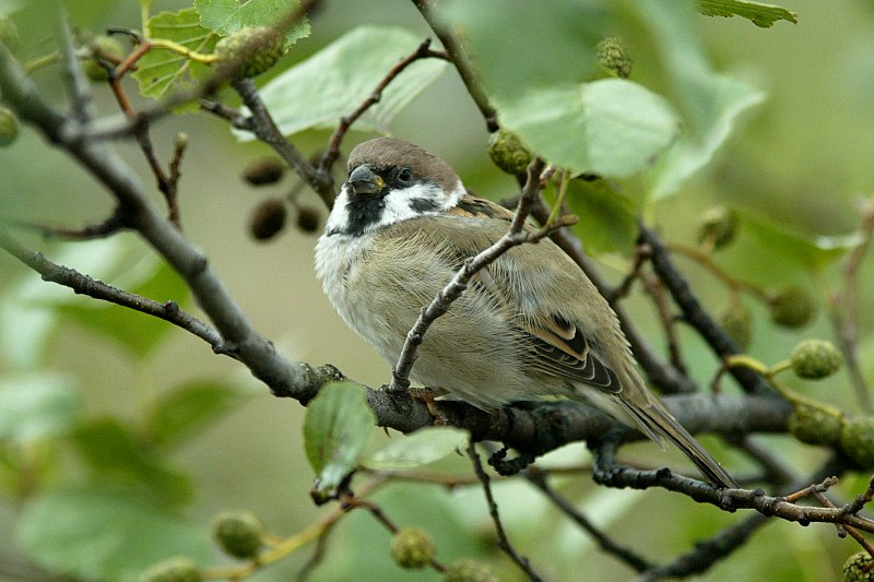 Pikkuvarpunen (Passer montanus)