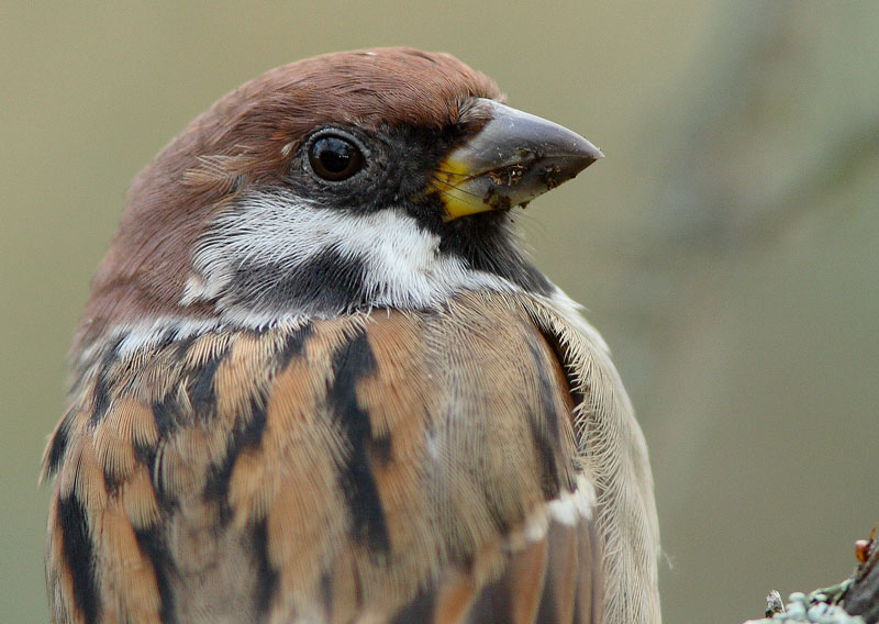 Pikkuvarpunen (Passer montanus)