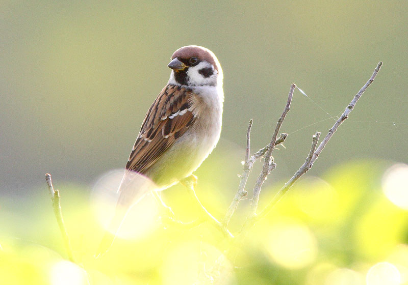 Pikkuvarpunen (Passer montanus)