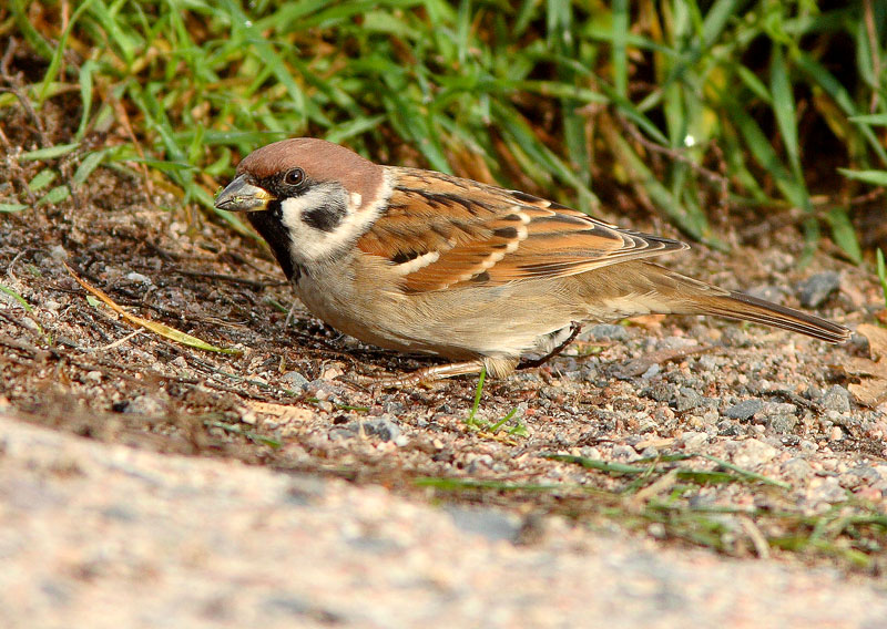 Pikkuvarpunen (Passer montanus)