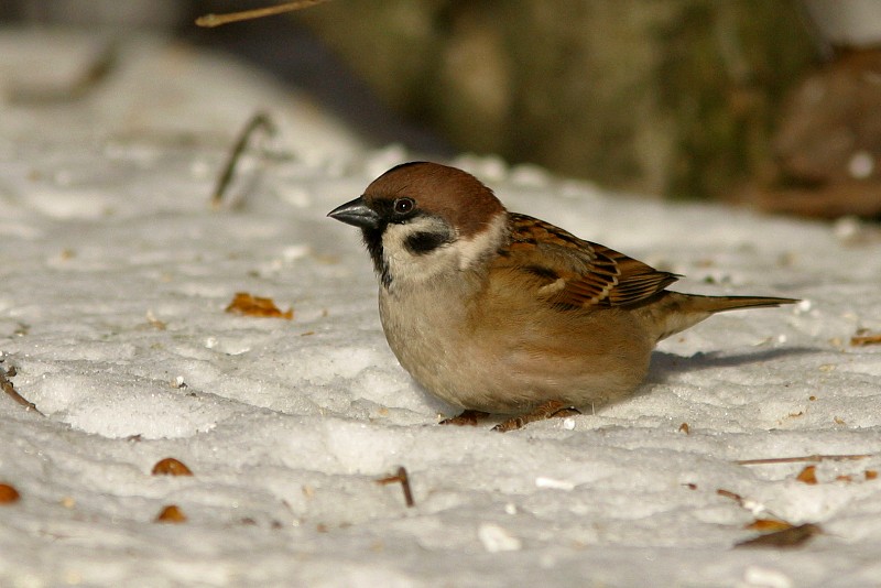 Pikkuvarpunen (Passer montanus)