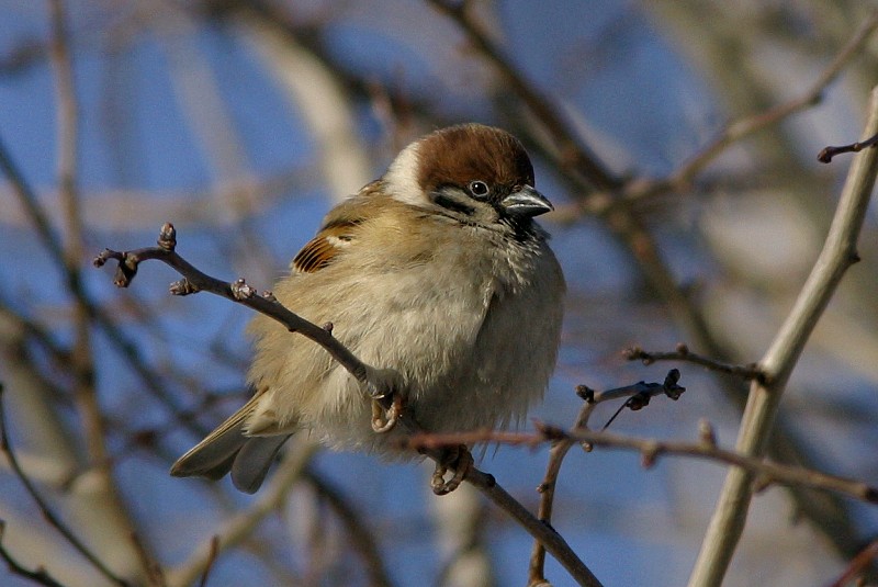 Pikkuvarpunen (Passer montanus)