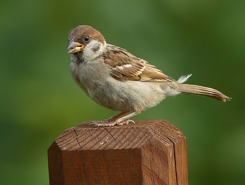 Pikkuvarpunen (Passer montanus)