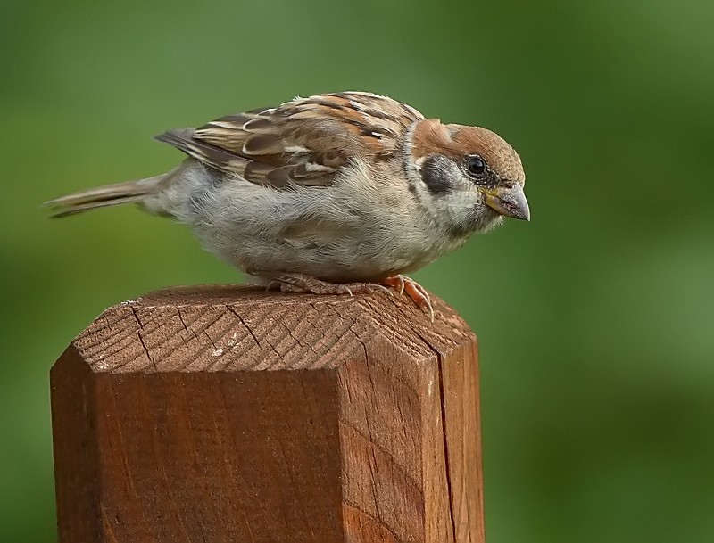 Pikkuvarpunen (Passer montanus)