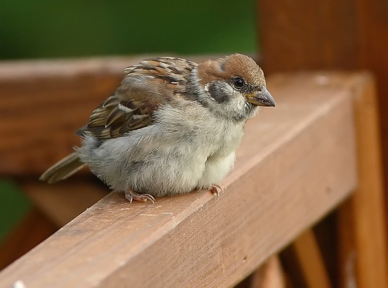 Pikkuvarpunen (Passer montanus)