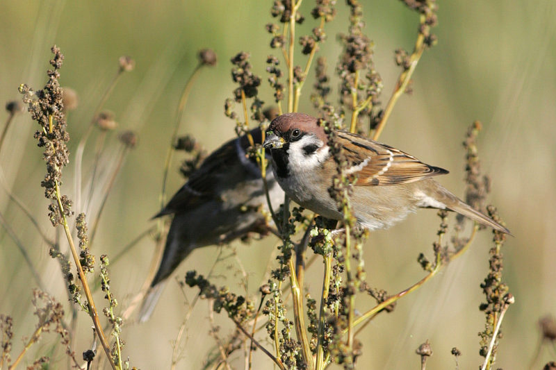 Pikkuvarpunen (Passer montanus)