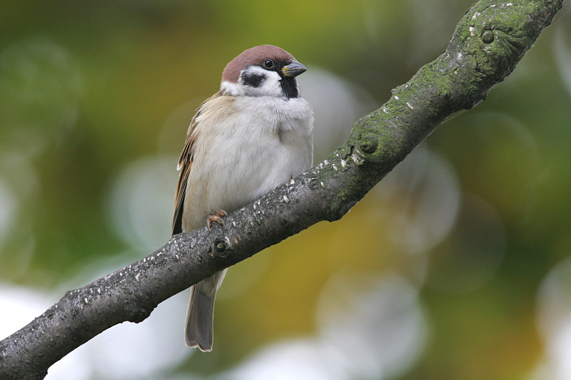 Pikkuvarpunen (Passer montanus)