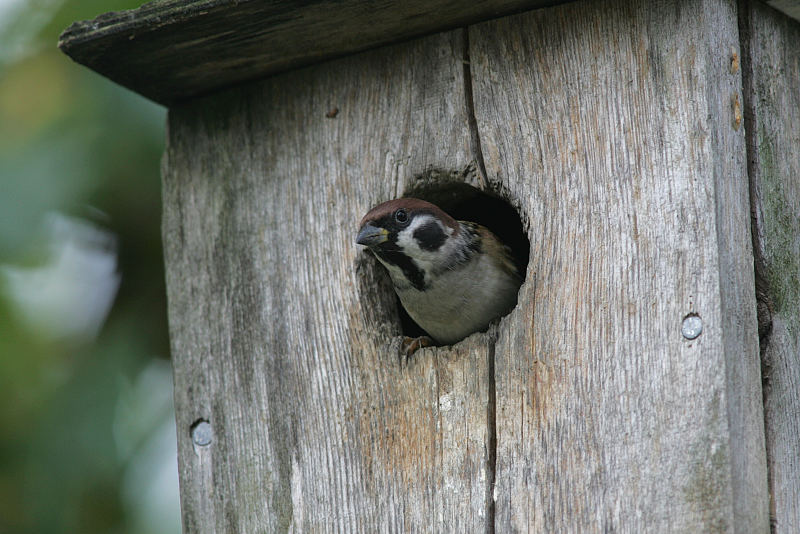 Pikkuvarpunen (Passer montanus)