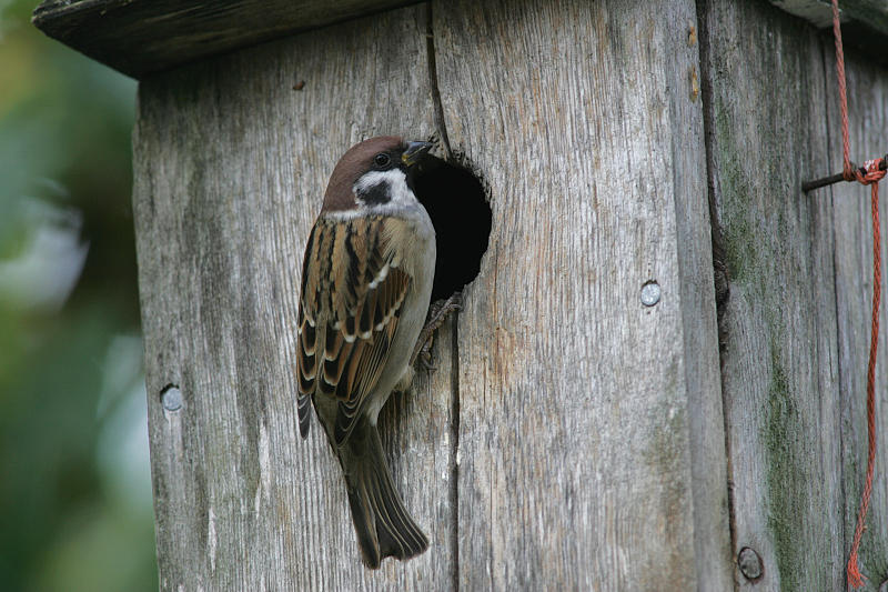 Pikkuvarpunen (Passer montanus)