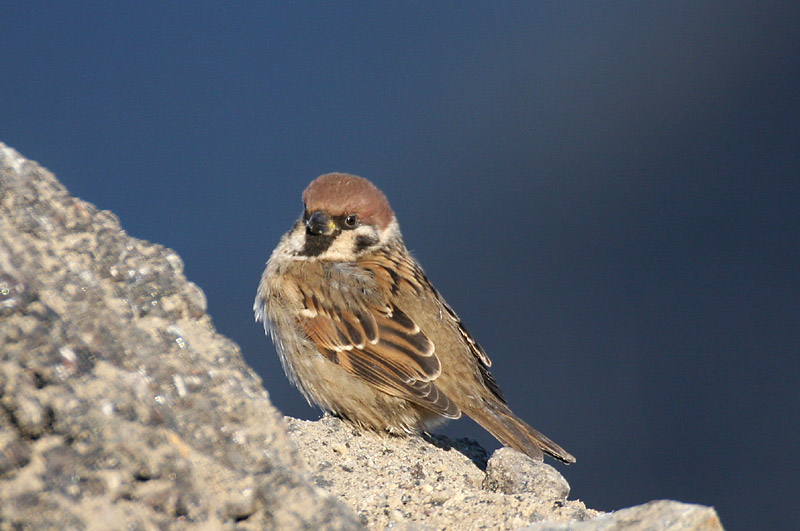 Pikkuvarpunen (Passer montanus)